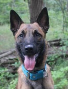 Smoky, freundl. aktiver Rüde - Neuhausen (Spree)