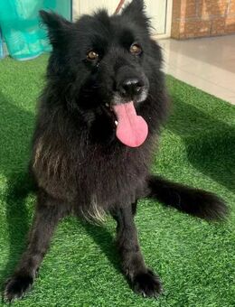 Shadow ist so einsam - Berlin