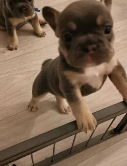 Französische Bulldogge Welpen geboren 09.07.25 - Bergneustadt