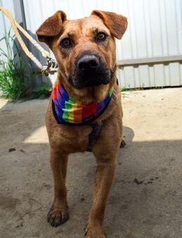 Liebenswerte Hündin Remény - Velbert