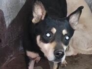 Marley 💛💛💛 gutmütiges Kerlchen - Bad Karlshafen