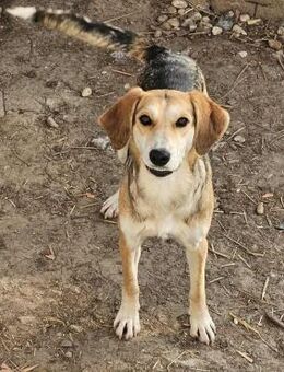 Liebevolle Laika sucht Ihr Zuhause! - Großefehn