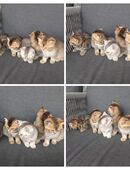 BKH Kätzchen/ Kitten in 31228