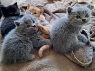 REINRASSIGE BKH KITTEN - Salzgitter