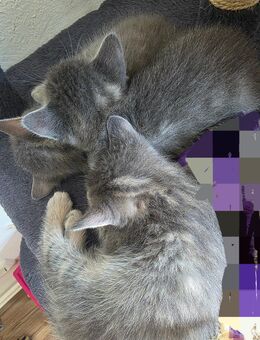 3x Tabby American Wirehair zum Verkauf - Frankfurt (Main)