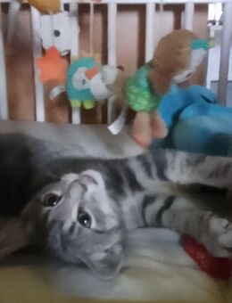 Baby Katze - Krefeld