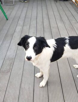 Verschmuster Max♥️ sucht liebes Heim - Seggebruch