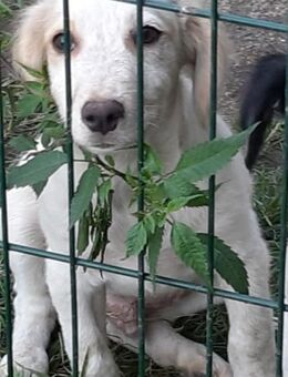 Sirius - Mönchengladbach