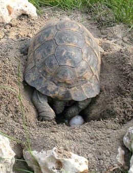 Maurische Landschildkröten Nachzuchten 2023-2025 aus Hobbyzucht/Freilandhaltung - Leverkusen