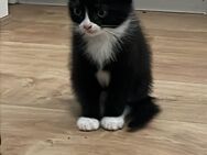 2 süße Baby Katzen - Herne