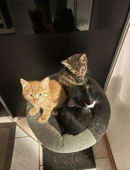 Nur noch 2 kleine Kitten suchen ein neues Zuhause - Ahrensburg