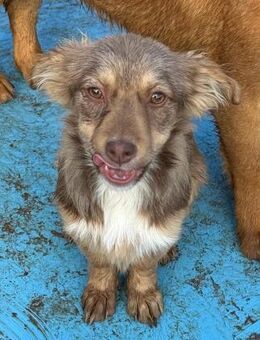 Welpenmädel Edda 💝 - Laufen