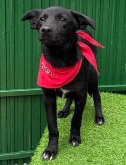 Watson - verschmustes Kerlchen - Velbert