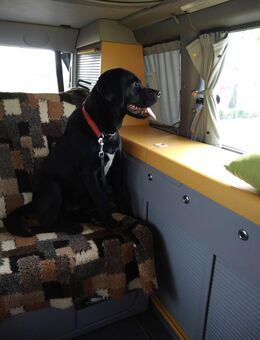 Dalmador Welpen geb. 24.10.2025 - Wildeck