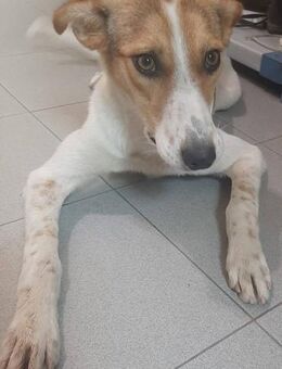 Joia ist schüchtern - Donaueschingen