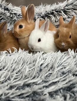 Farbzwerge Zwergkaninchen Farbenzwerge Kaninchen - Lohne (Oldenburg)