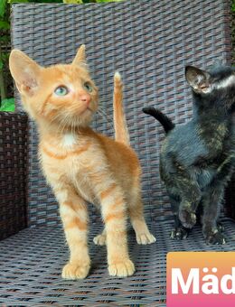4 Kätzchen, Babykatzen, Kitten - Iphofen