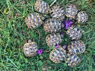 Griechische Landschildkröten NZ 2024 kontrastreich gezeichnet NZ 2024 - Reinheim