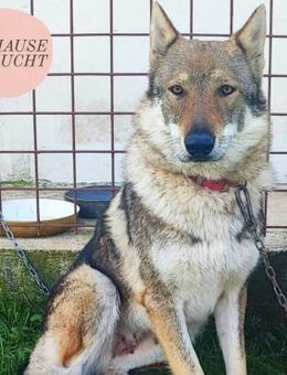 Freundliche IRA sucht ihr Zuhause ❤️ - Saarbrücken