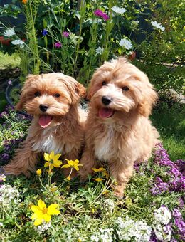 Maltipoo Welpen bereit zum abholen - Warendorf