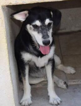 Blus, lieb wünscht sich Zuhause, - Niedereschach