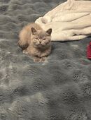 Britisch Kurzhaar kleine junge in 99734