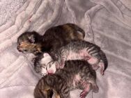 Siam-Perser kitten - Rathenow Zentrum