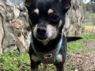 Cooler Chihuahua Duque sucht Körbchen# - Essen