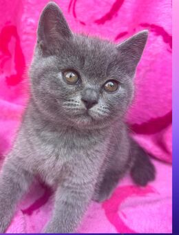 Reinrassige Bkh Kitten - Köln