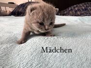 BKH/BLH Kitten suchen neues Zuhause - Marl (Nordrhein-Westfalen)