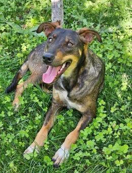 Romeo- neue Familie gesucht - Nürnberg