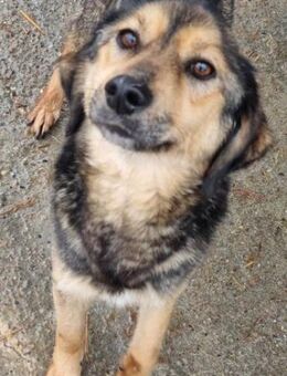 Liebesbedürftige LINA sucht Zuhause - Neuberg