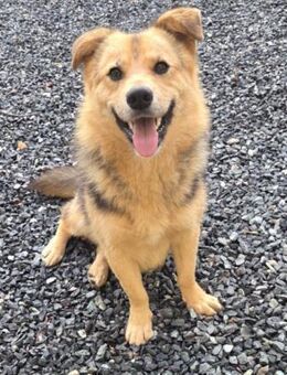 Oskar - in 35039 Marburg - Weilheim (Oberbayern)