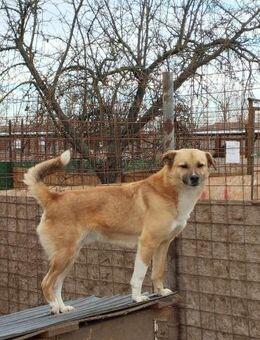 PAULI - zutraulicher Bub sucht Zuhause - Erfurt