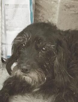 Blacky - Chemnitz