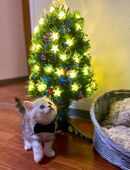 Britisch Kurzhaar Kätzchen (BKH, Whiskas) in 12687