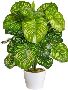 Künstliche Zimmerpflanze Maleroy Maranta, Home affaire, Höhe 50 cm, im Keramiktopf