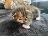 BKH Kitten - Brandis