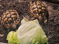 Zwei griechische Landschildkröten - Neuenhaus