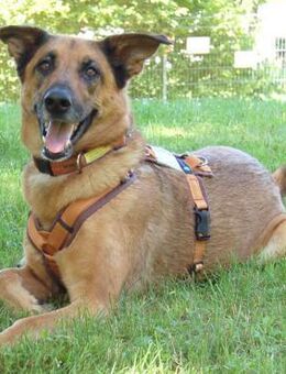 AMY-MA - bezaubernde Hundedame - Betzenstein