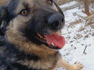 🆘NOTFALL Katy wartet und wartet....🆘 - Eislingen (Fils)
