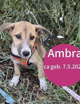 Ambra 30 cm mischlings Mädchen - Finning