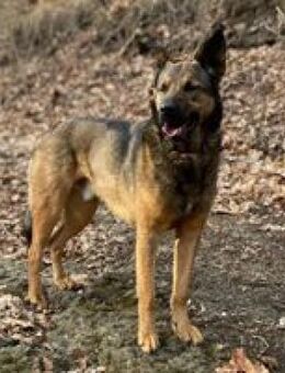 Rex hübscher junger Rüde - Hüllhorst