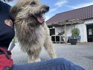 Wer hilft Wuschelkopf Momo? - München