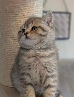 BKH Kitten sucht ein liebevolles Zuhause - Sankt Augustin