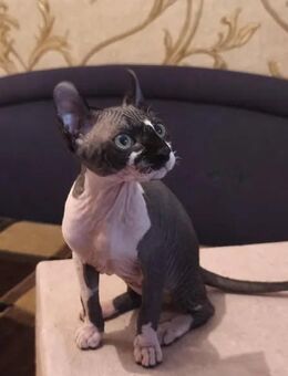 Sphynx Katzen Kinder suchen ein neues Zuhause - Berlin Marzahn-Hellersdorf