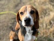 Bella - Bezaubernde Beagle-Dame - Löwenberger Land