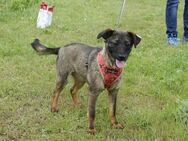 Liebe Nala sucht eine Familie - Kleinostheim