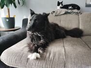 Wir suchen ein neues zu Hause. - Elmshorn