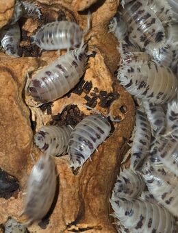 Porcellio laevis "Panda Asseln" - Kiel